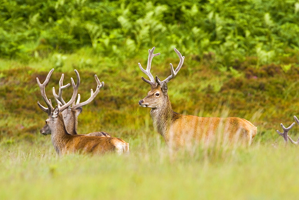 Red Deer, Scotland, United Kingdom