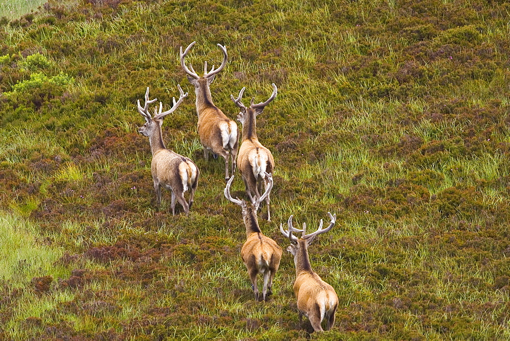 Red Deer, Scotland, United Kingdom