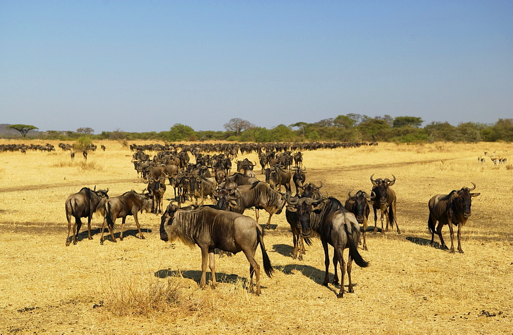 Herd of migrating Blue Wildebeest, Grumeti, Tanzania