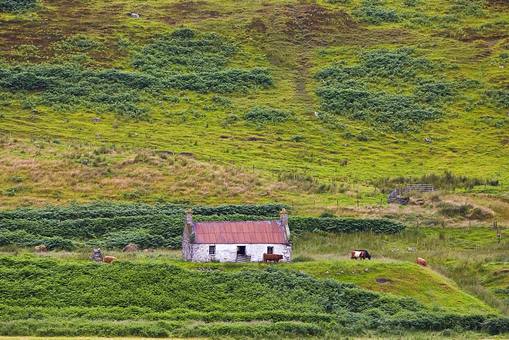 Abandoned croft in the Scottish highlands, Caithness, United Kingdom