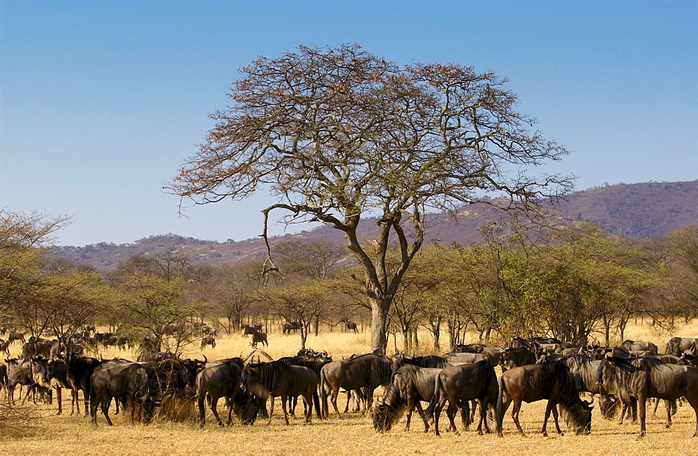 Herd of migrating Blue Wildebeest, Grumeti, Tanzania