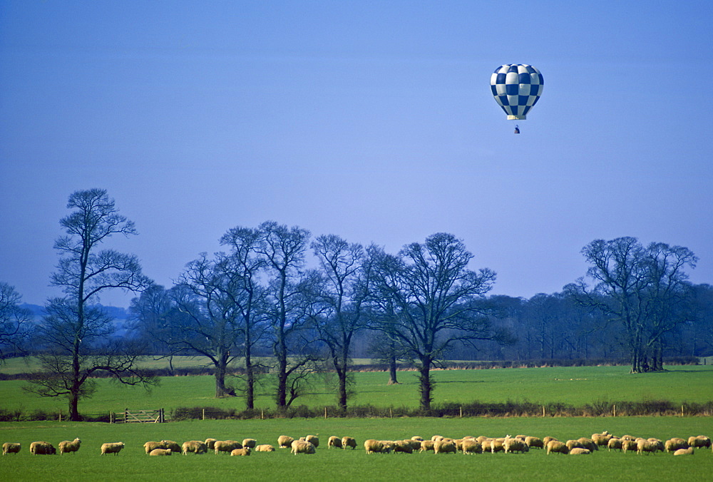 Hot Air Balloon above grazing sheep, Bedfordshire, UK.