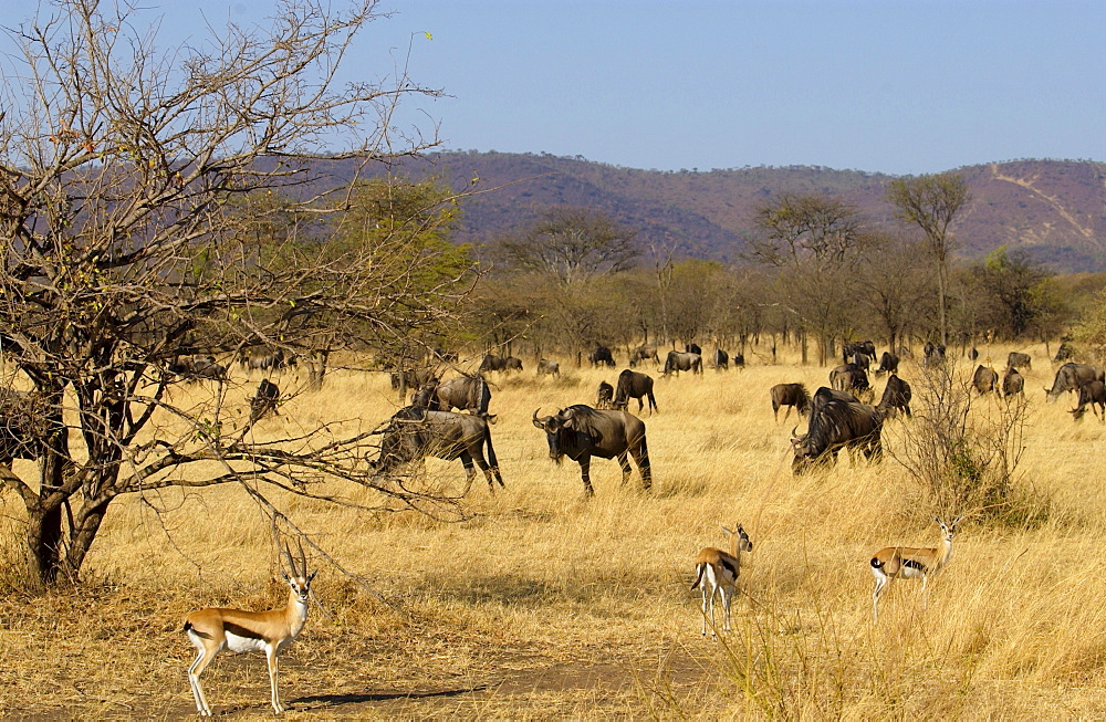 Blue Wildebeest and Thomson's Gazelles, Grumeti, Tanzania