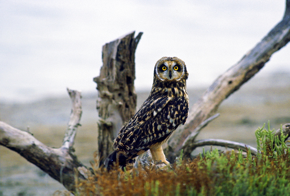 Eagle Owl, Camargue, France