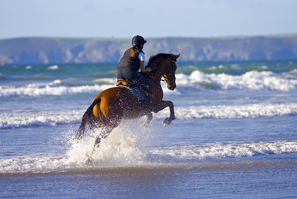 Young woman rides a bay horse on Broad Haven Beach, Pembrokeshire, Wales, United Kingdom