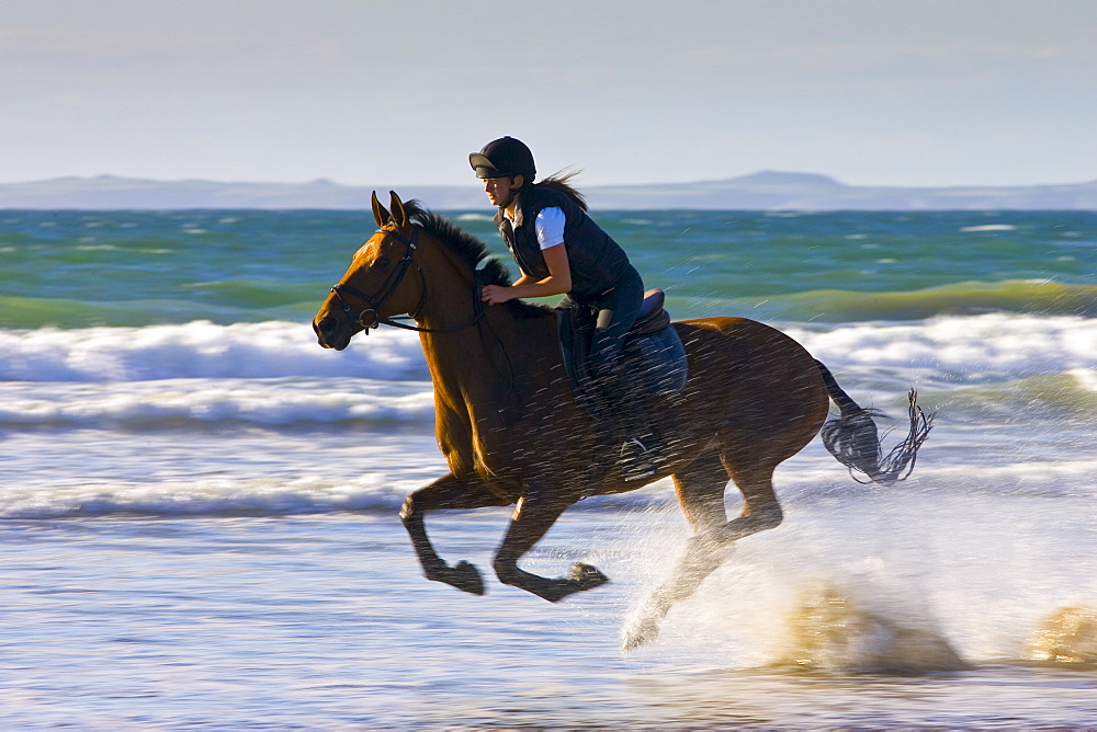 Young woman rides a bay horse on Broad Haven Beach, Pembrokeshire, Wales, United Kingdom