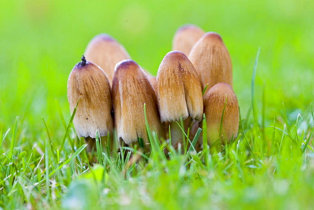 Wild mushrooms growing in the grass, United Kingdom