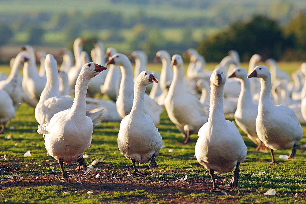 Geese farm, Oxfordshire, United Kingdom. Free-range birds may be at risk if Avian Flu (Bird Flu Virus) spreads