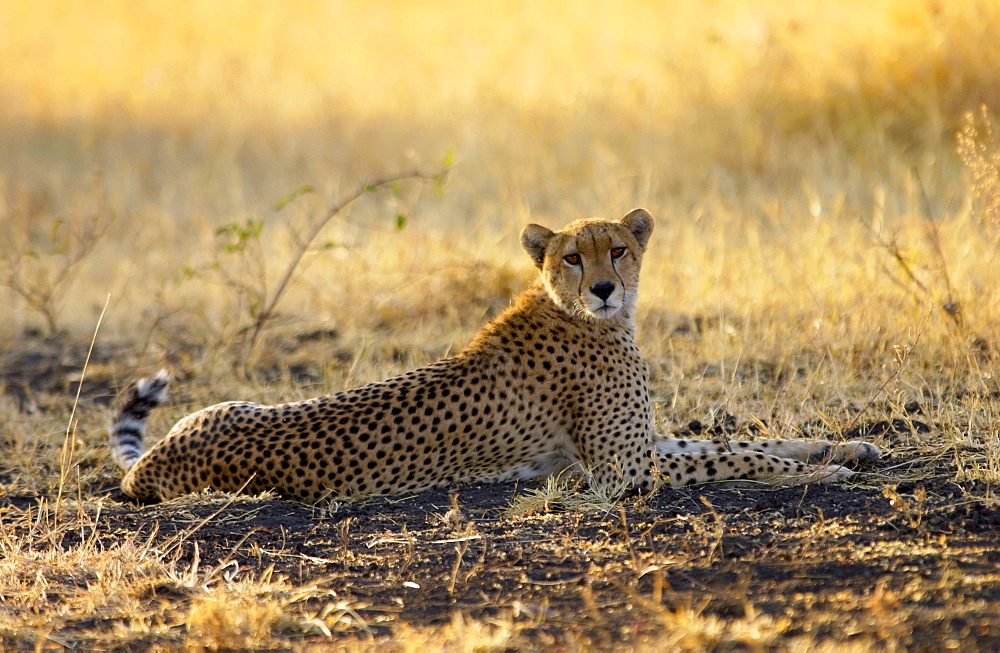 Cheetah, Grumeti, Tanzania, East Africa