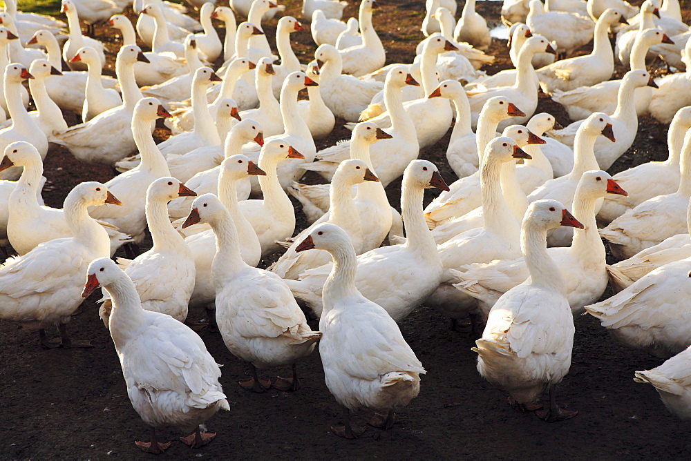 Geese farm, Oxfordshire, United Kingdom. Free-range birds may be at risk if Avian Flu (Bird Flu Virus) spreads