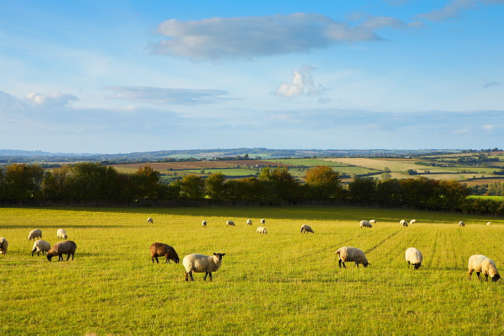 Sheep grazing in Oxfordshire, United Kingdom