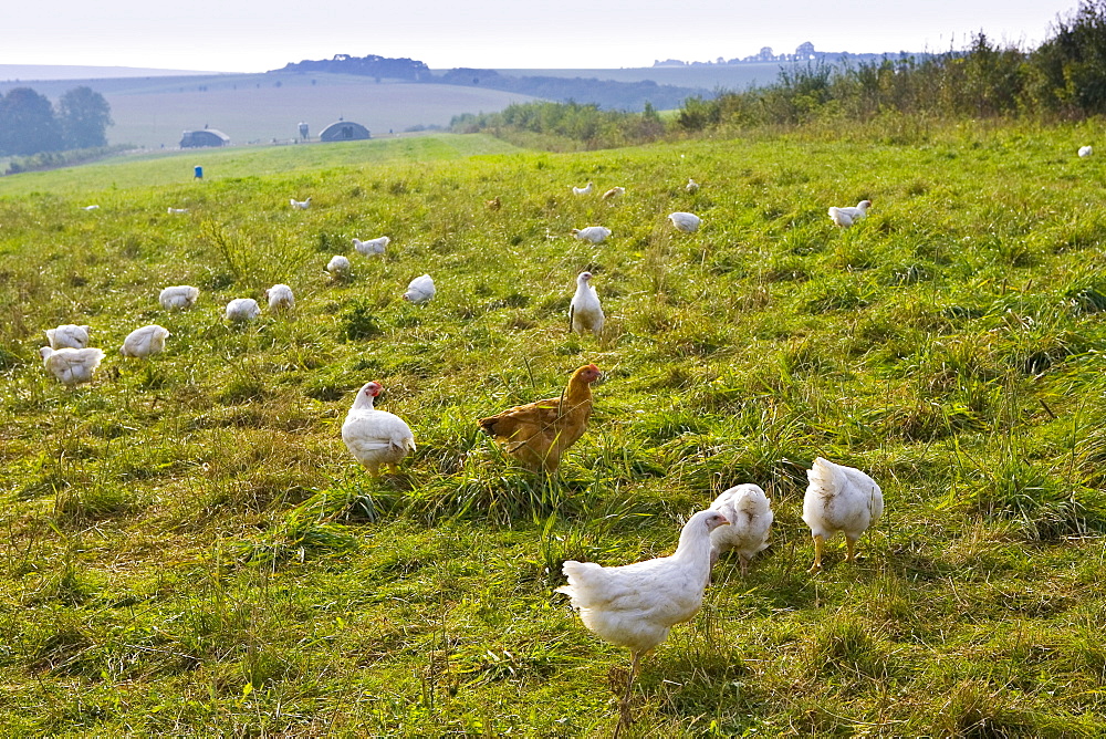 Free-range chickens of breed  Isa 257 roam freely at Sheepdrove Organic Farm , Lambourn, England