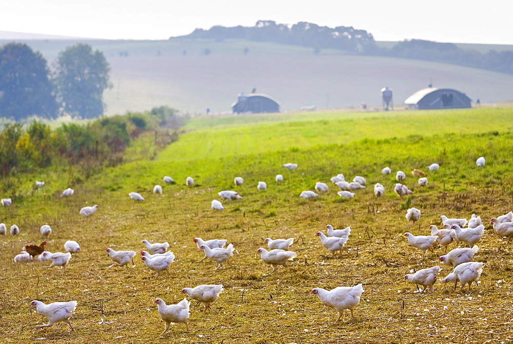 Free-range chickens of breed  Isa 257 roam freely at Sheepdrove Organic Farm , Lambourn, England. Beyond are mobile roosting houses.