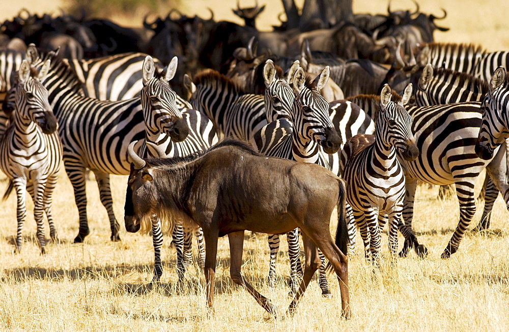 Blue Wildebeest and Common Plains Zebra (Grant's), Grumeti, Tanzania