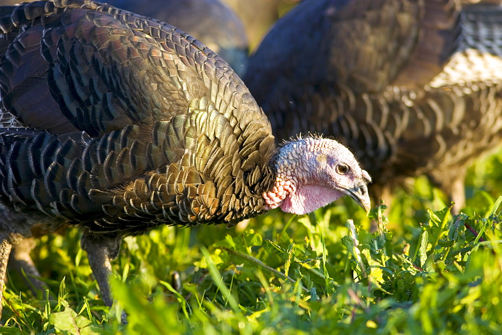 Free-range Norfolk bronze turkeys roam freely at Sheepdrove Organic Farm , Lambourn, England