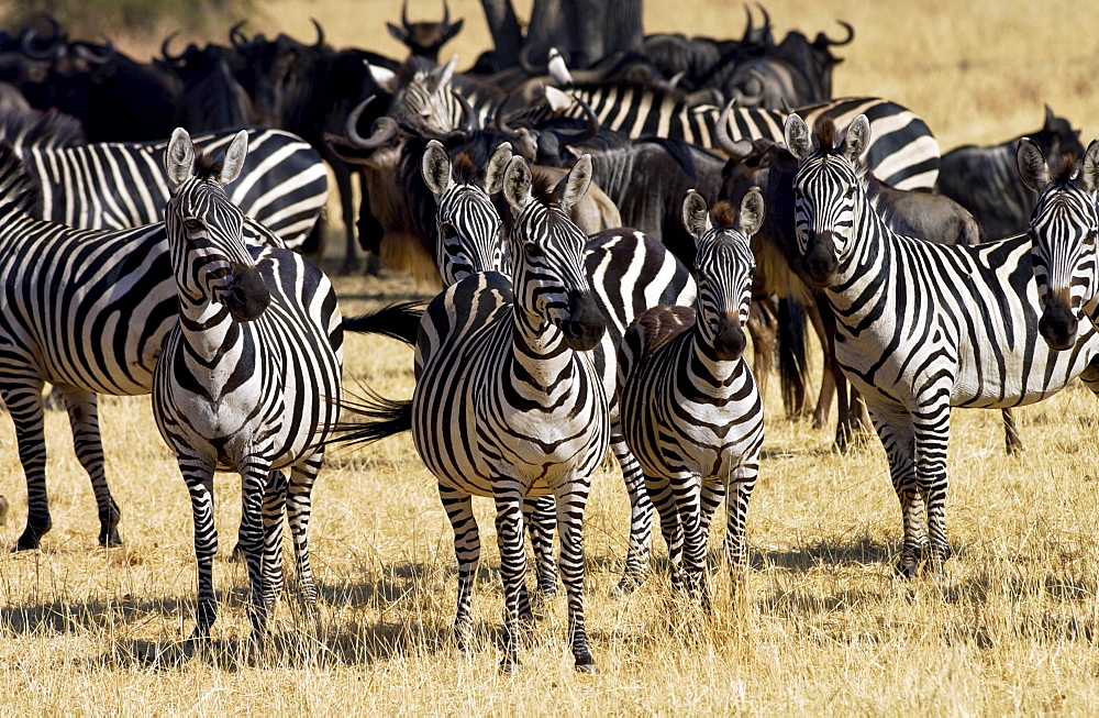 A herd of Common Plains Zebra (Grant's) Grumeti, Tanzania