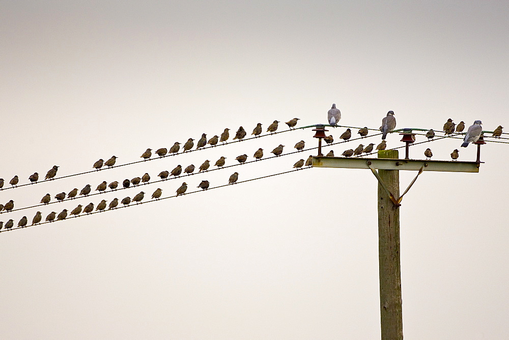 Migratory Starlings and wood pigeons at Thames Estuary. Avian Flu (Bird Flu) could be brought to Britain from Europe by migrating birds.