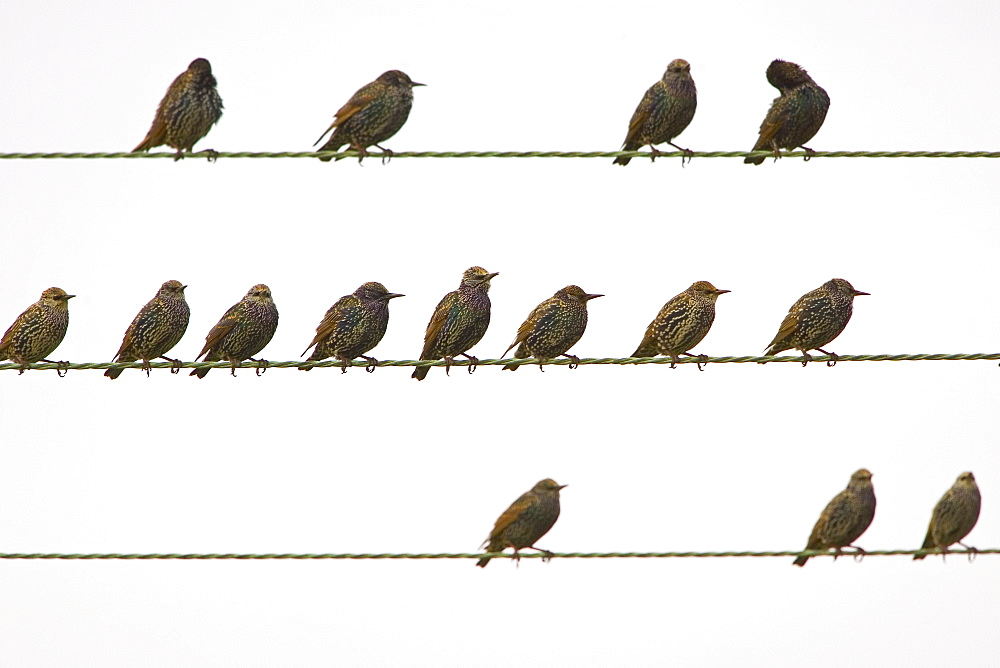 Migratory Starlings on telephone wires at Thames Estuary. Avian Flu (Bird Flu) could be brought to Britain from Europe by migrating birds.