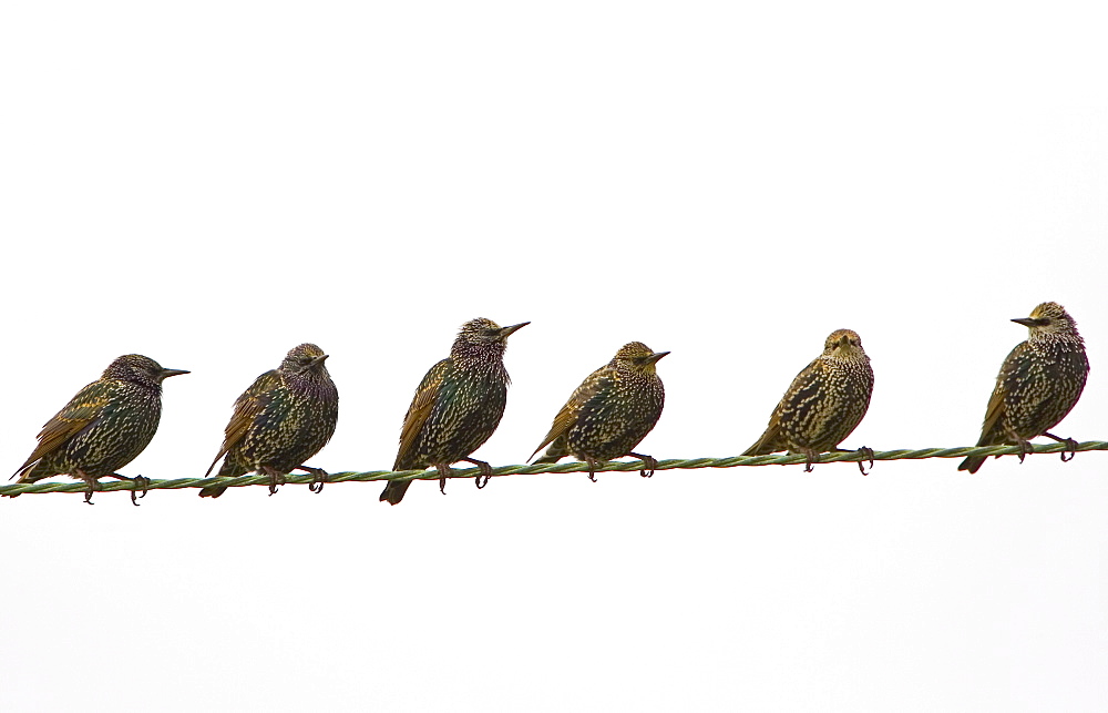 Migratory Starlings on telephone wires at Thames Estuary. Avian Flu (Bird Flu) could be brought to Britain from Europe by migrating birds.