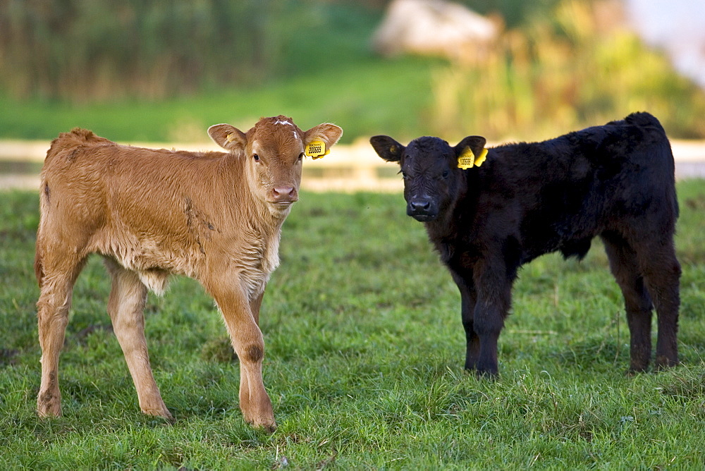 Free-range male calves at Sheepdrove Organic Farm, Lambourn, England