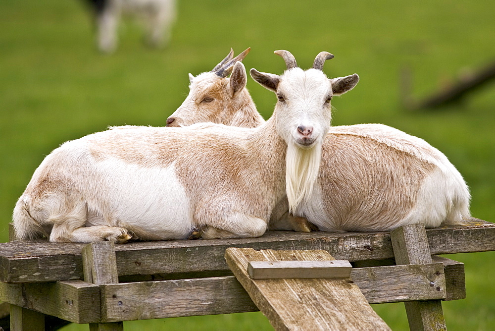 Free-range goats, Cotswolds, United Kingdom.