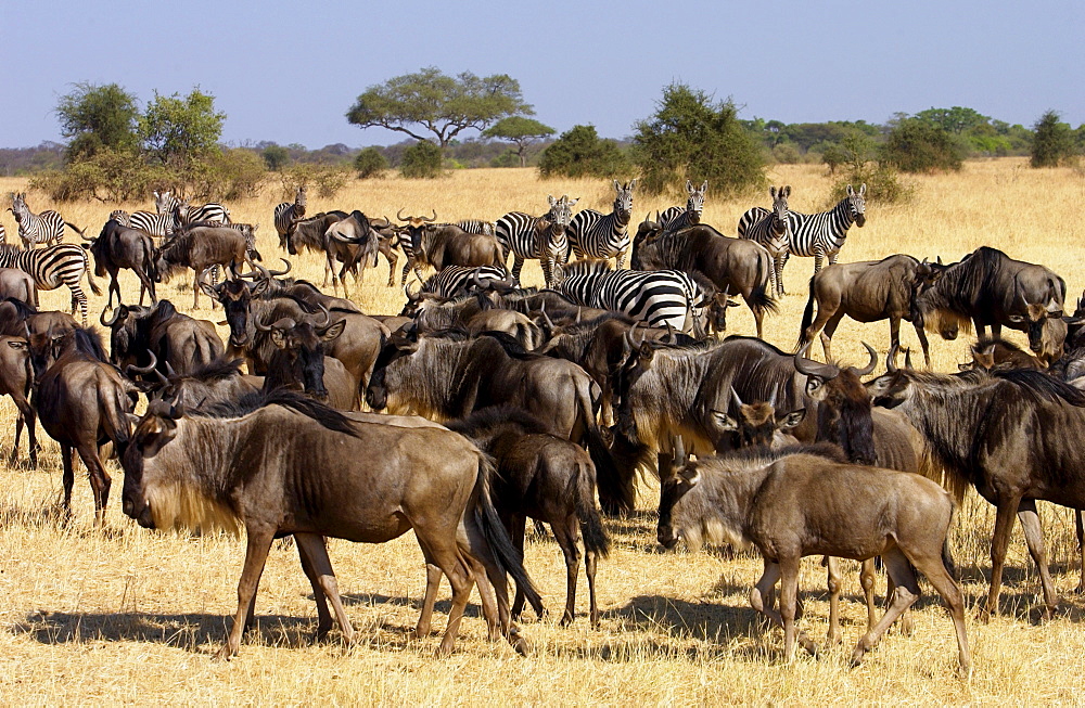 Migrating Blue Wildebeest and Common Plains Zebra (Grant's), Grumeti, Tanzania