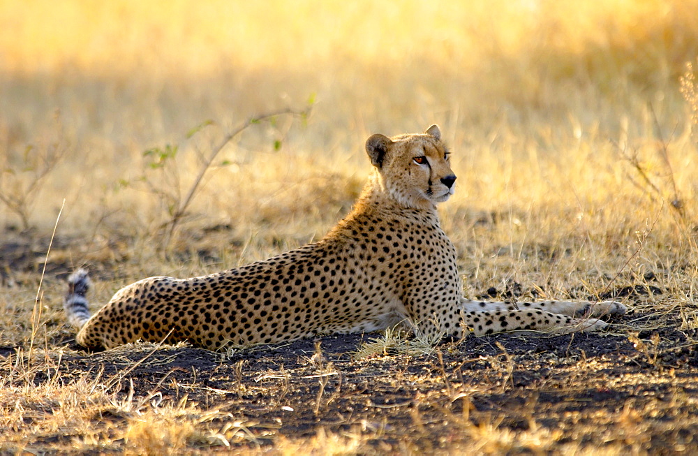 Cheetah, Grumeti, Tanzania, East Africa