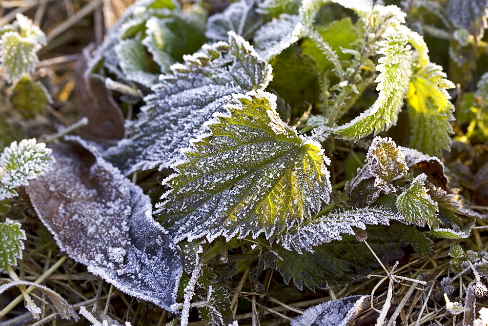 Hoar frost covered Nettle leaves, Oxfordshire, UK