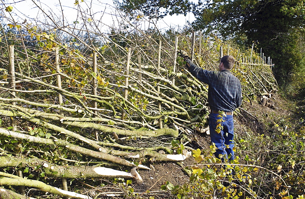 Hedger working on traditionally cut and laid hedge in Gloucestershire, United Kingdom.