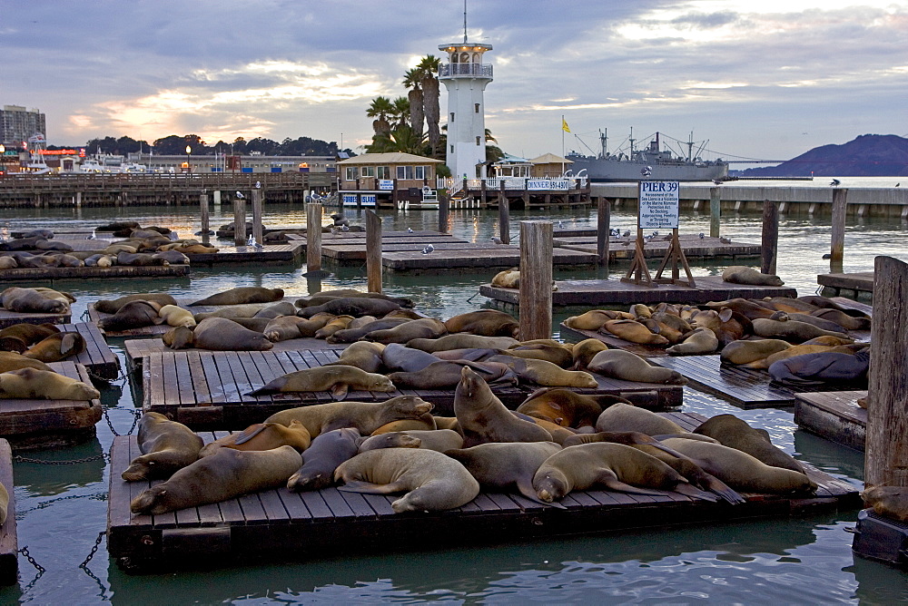 California Sea-Lions rest on floating rafts at Pier 39, San Francisco, United States of America