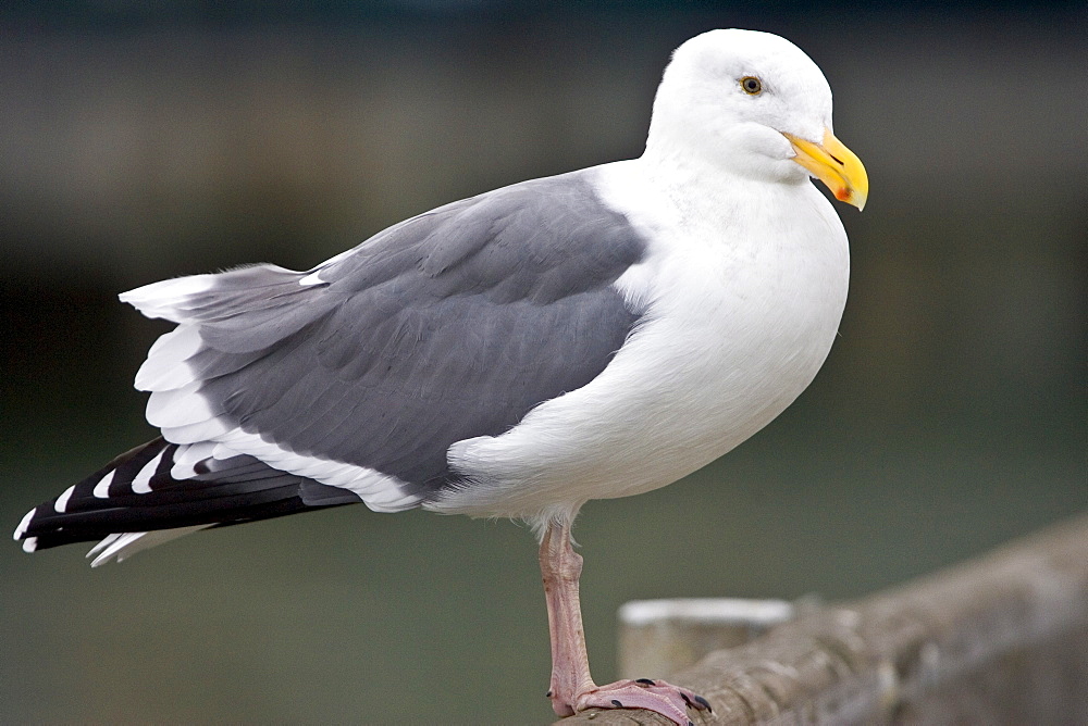 Greater Black-Backed Gull by San Francisco bay, California, United States of America