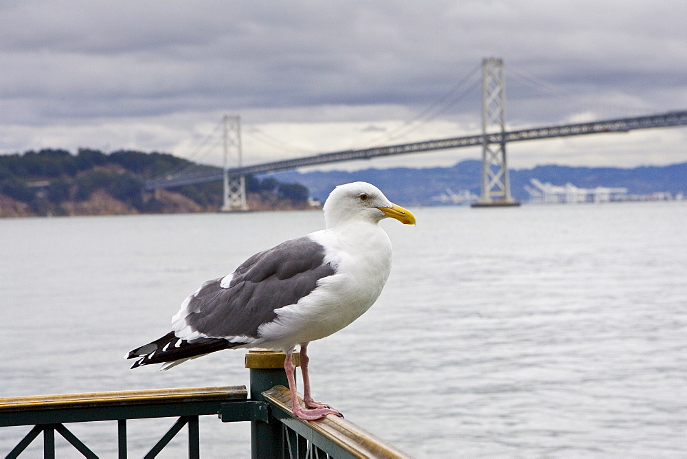 Greater Black-Backed Gull by San Francisco bay, California, United States of America