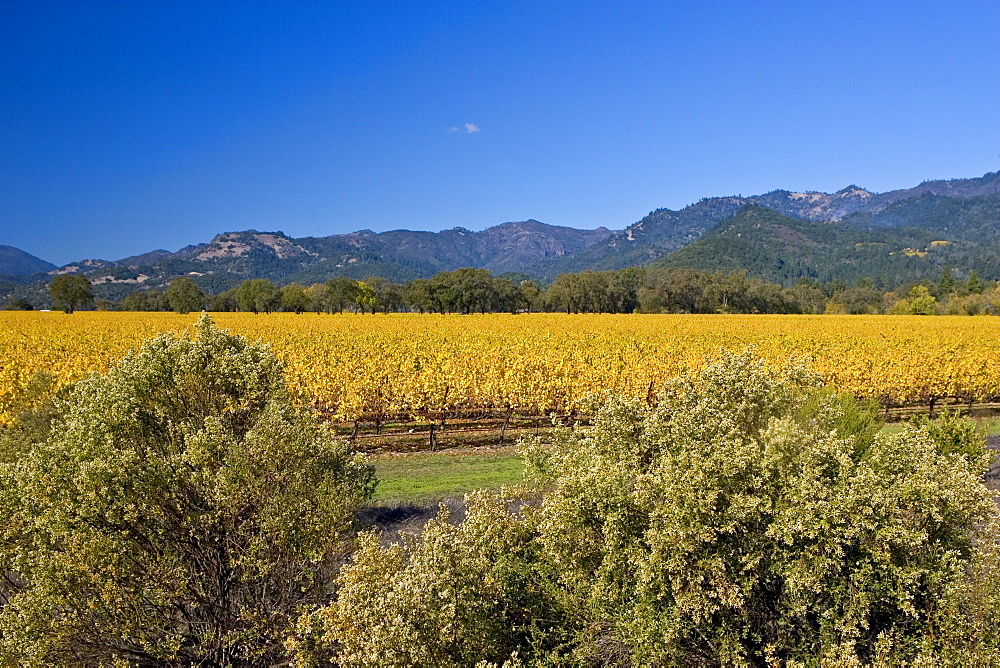 Autumnal vineyard in the Napa Valley, California, United States of America