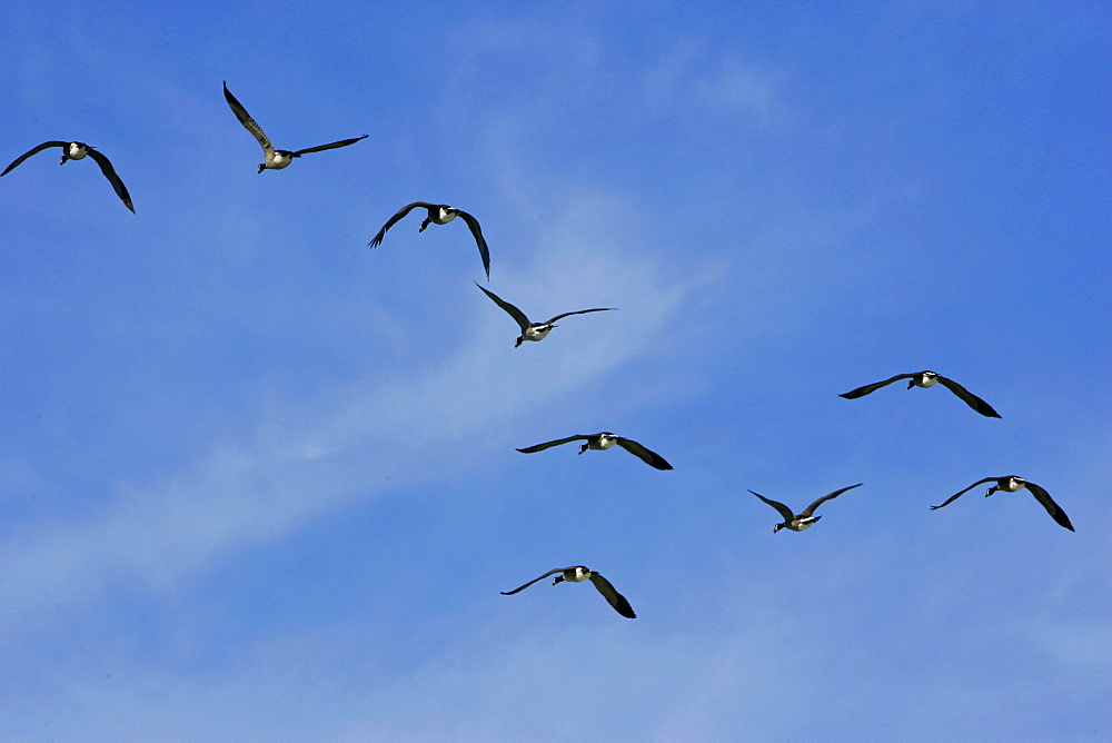 Geese flying over Washington DC, USA. Wild birds are at risk if avian flu bird flu virus spreads.