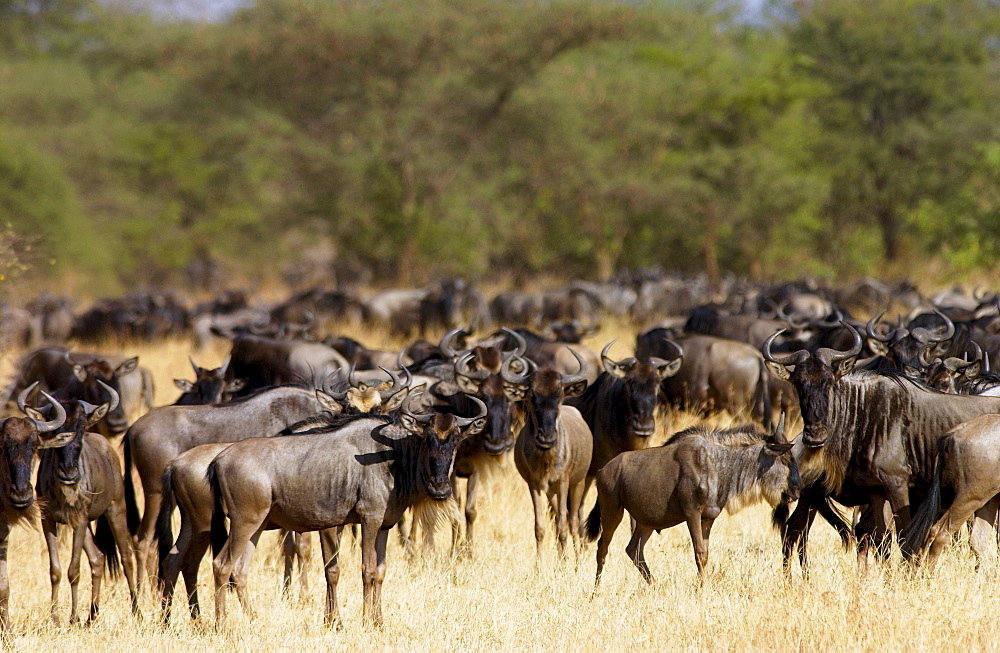 Herd of migrating Blue Wildebeest, Grumeti, Tanzania