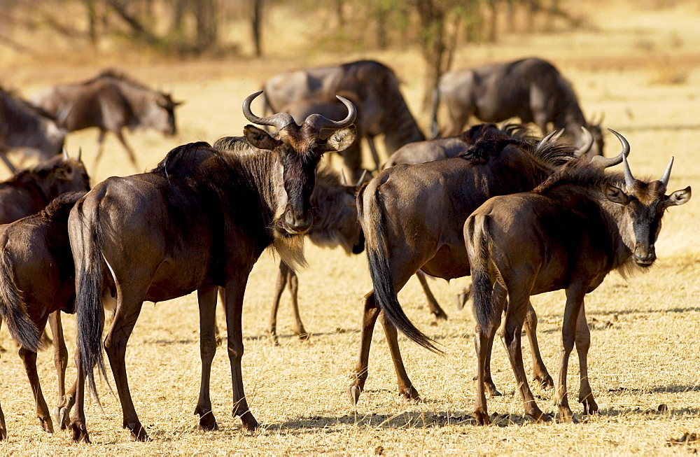 Herd of migrating Blue Wildebeest, Grumeti, Tanzania