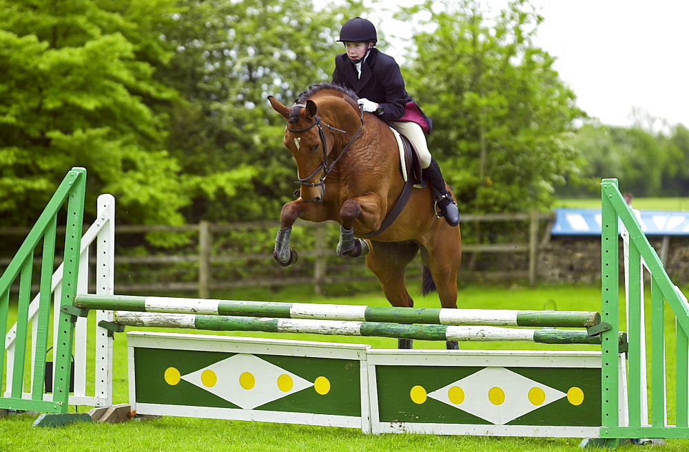 Young male rider competing in showjumping event Cotswolds, Oxfordshire, UK