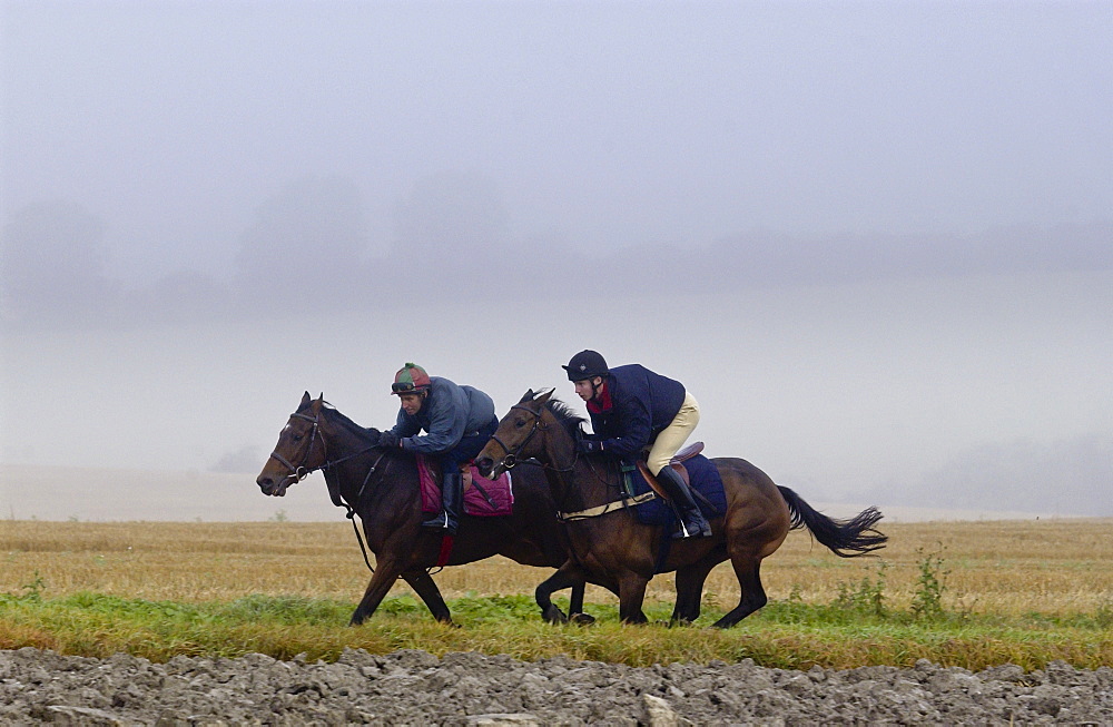 Jockeys riding racehorses on gallops in the Cotswolds, Swinbrook, Oxfordshire, UK