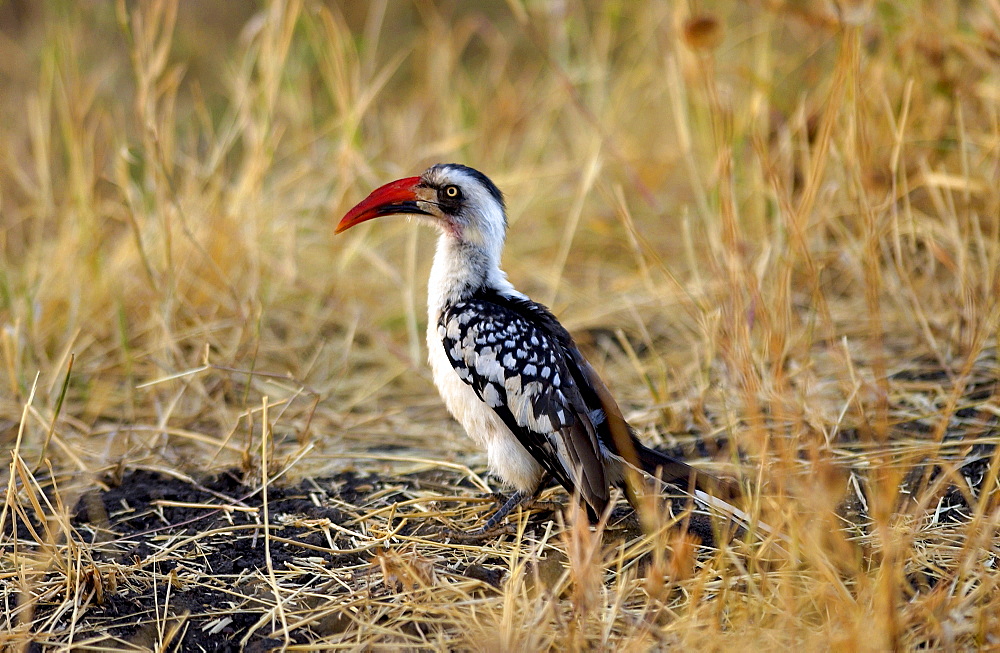 Red-billed Hornbill, Grumet, Tanzania, East Africa