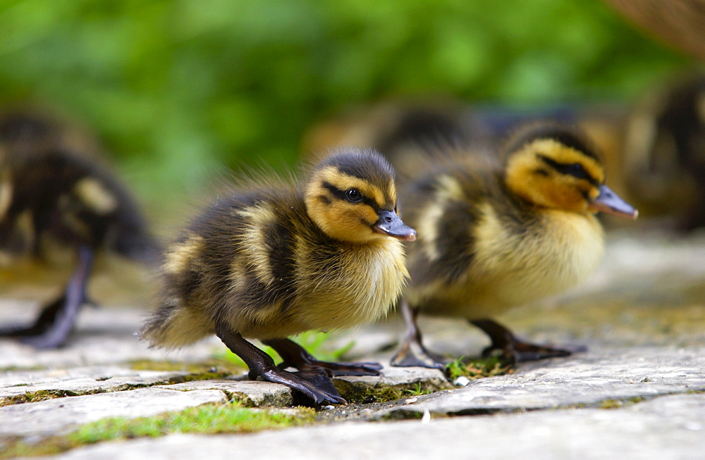 Mallard ducklings, Cotswolds, England