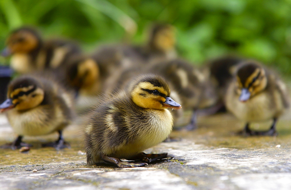 Mallard ducklings just two days old, Cotswolds, England