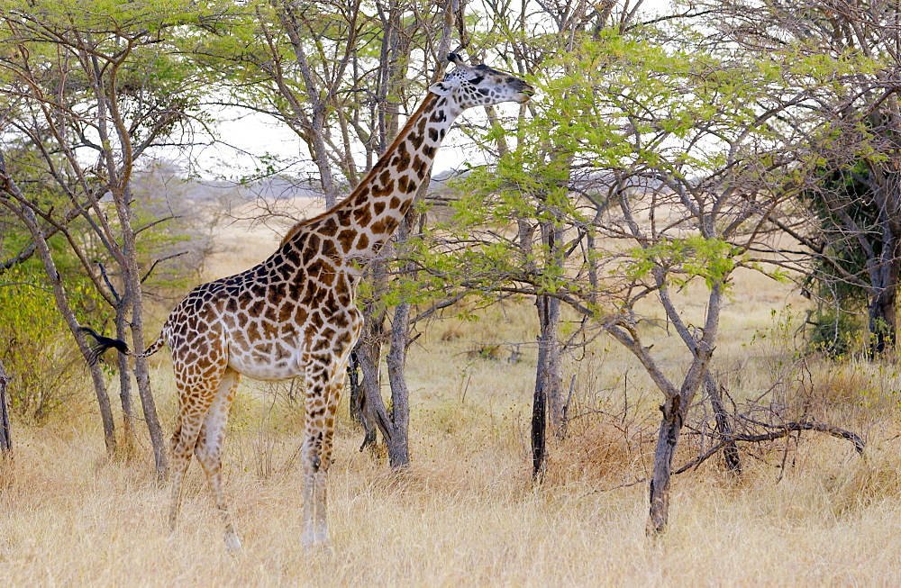 Adult giraffe in Grumeti, Tanzania