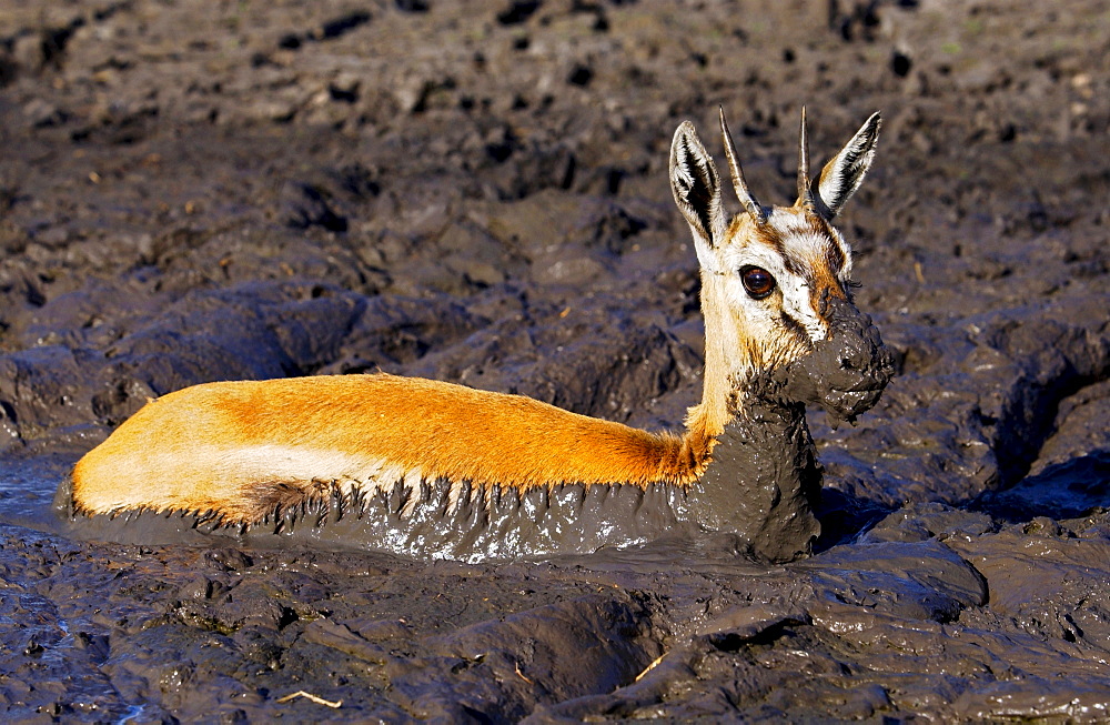 Young Thomsons Gazelle stuck in the mud of a drying river bed, Grumeti,Tanzania