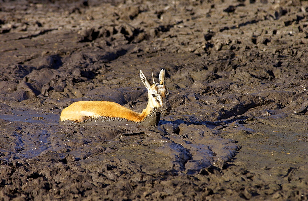 Young Thomsons Gazelle stuck in the mud of a  drying river bed, Grumeti area, Tanzania