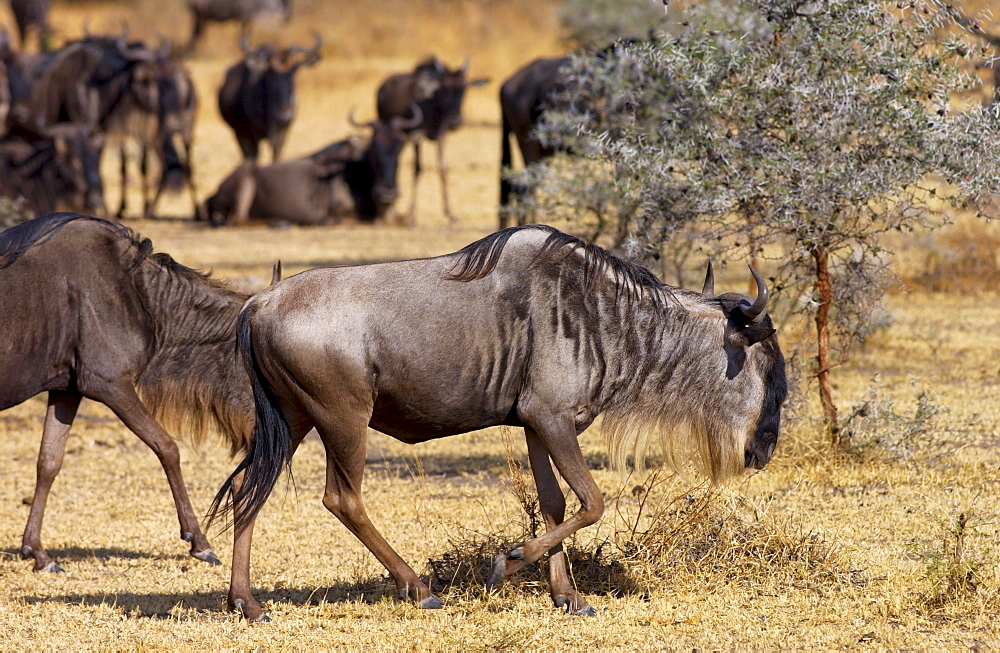 Herd of migrating Blue Wildebeest, Grumeti, Tanzania