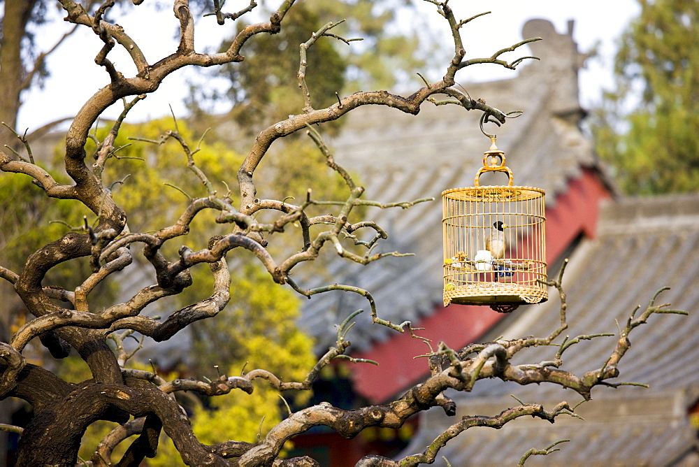 Laughing Thrush in cage hanging on a branch in the Monk's Garden at The Big Wild Goose Pagoda, Xian, China