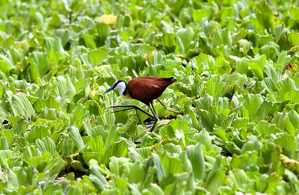 African Jacana bird walking on river cabbage, Grumeti, Tanzania, East Africa