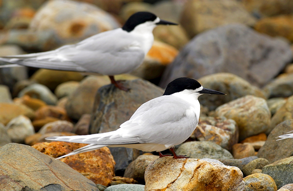 White-fronted terns (Sterna Striata)  in North Island, New Zealand