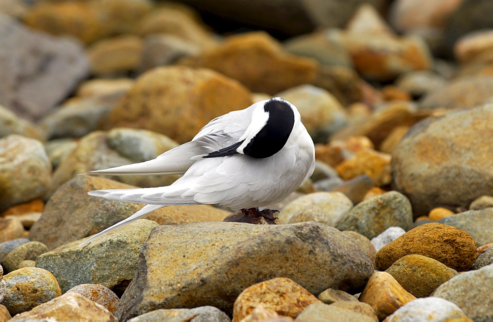 White-fronted terns (Sterna Striata)  in North Island, New Zealand