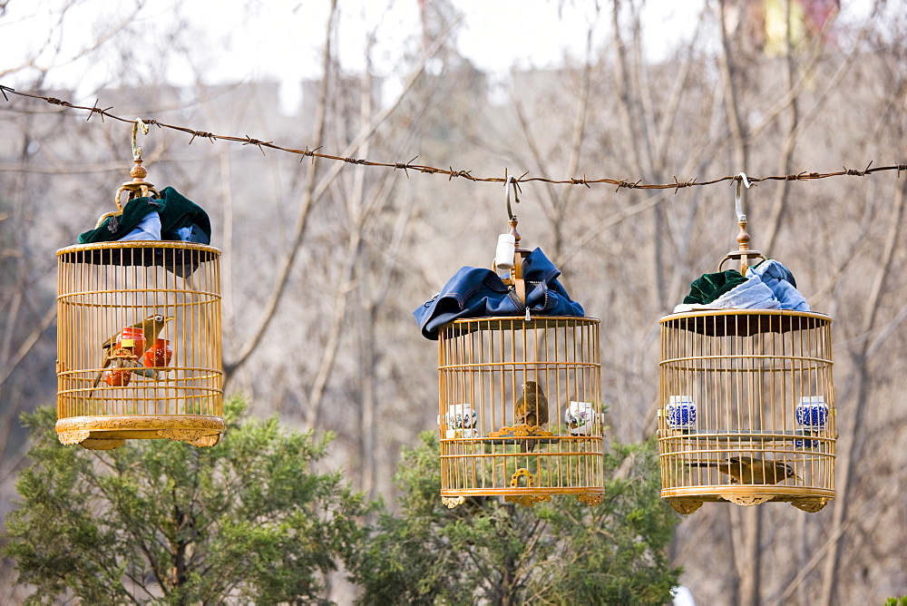 Laughing Thrushes hang in cages in a park, central Xian, China